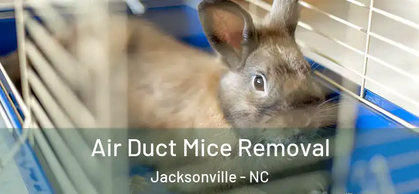 Air Duct Mice Removal Jacksonville - NC